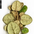 SpeciesSub: var. nummulariifolia